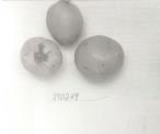 Click for 1 image(s) for this accession. FRUIT
